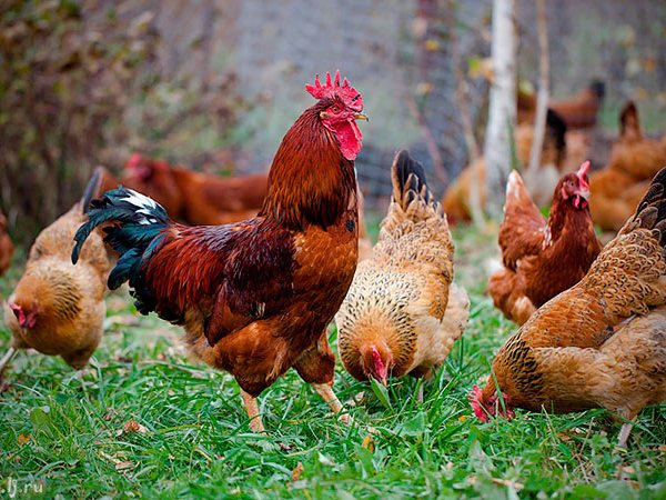 Породы куриц | ЗооТом - продажа, вязка и услуги для животных в Нелидово
