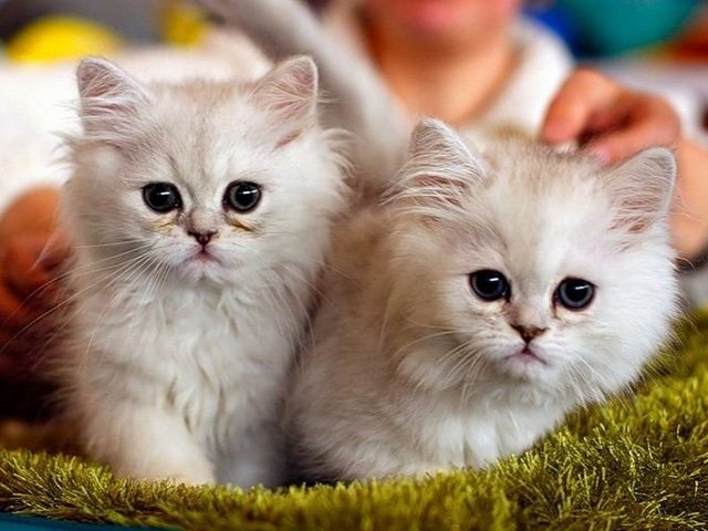Породы кошек в Нелидово | ЗооТом портал о животных