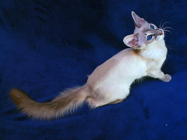 Выведенные породы кошек в Нелидово | ЗооТом портал о животных