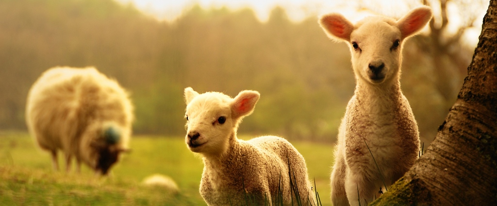 Объявления о сельскохозяйственных животных | ЗооТом - продажа, вязка и услуги для животных в Нелидово