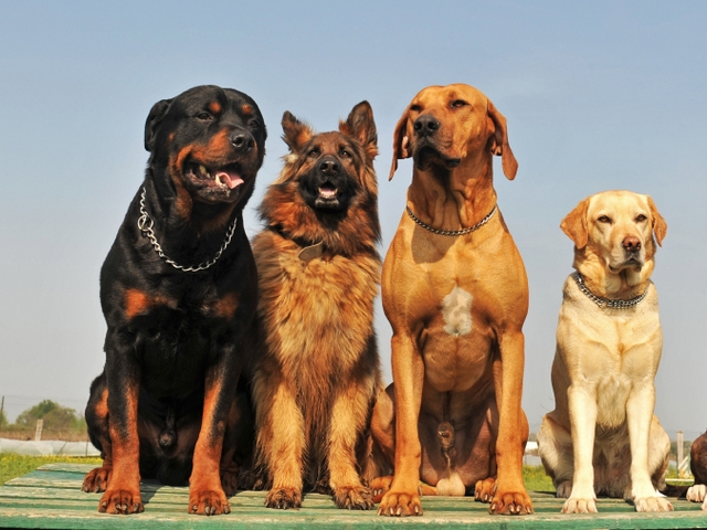 Крупные породы собак в Нелидово | ЗооТом портал о животных